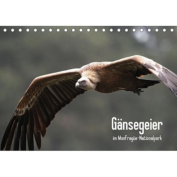 Gänsegeier im Monfragüe-Nationalpark (Tischkalender 2017 DIN A5 quer), Daniel Schneeberger