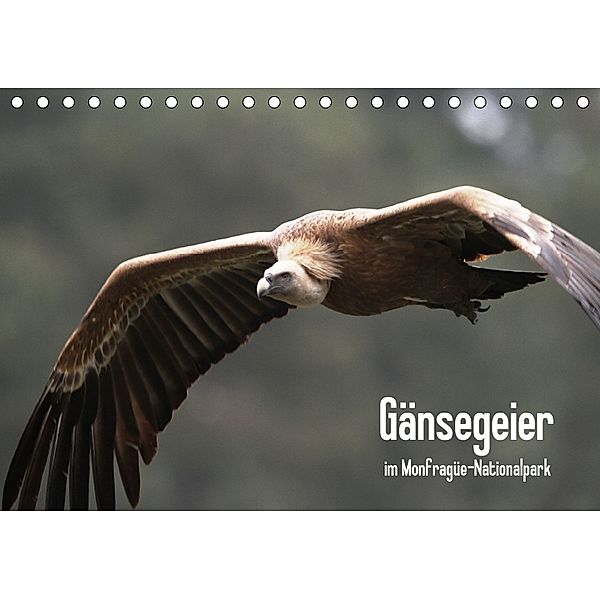 Gänsegeier im Monfragüe-Nationalpark (Tischkalender 2018 DIN A5 quer), Daniel Schneeberger