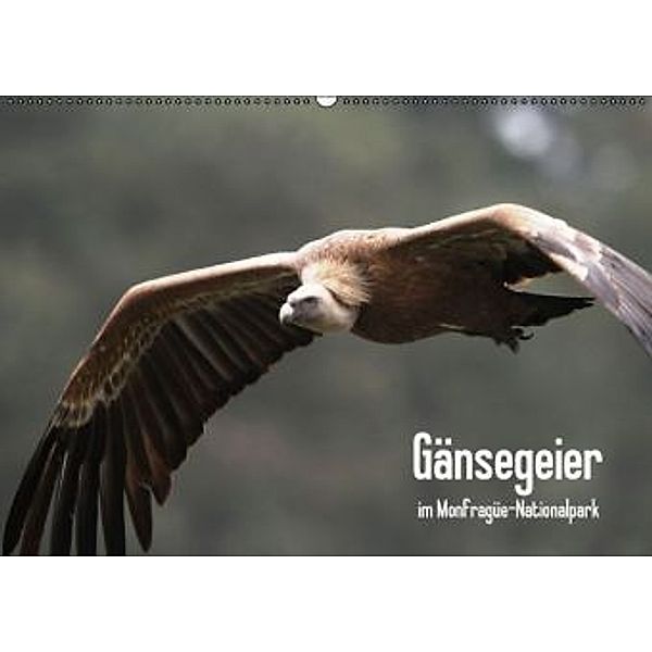 Gänsegeier im Monfragüe-Nationalpark (Wandkalender 2016 DIN A2 quer), Daniel Schneeberger