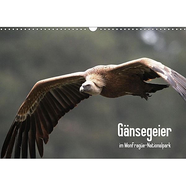 Gänsegeier im Monfragüe-Nationalpark (Wandkalender 2020 DIN A3 quer), Daniel Schneeberger