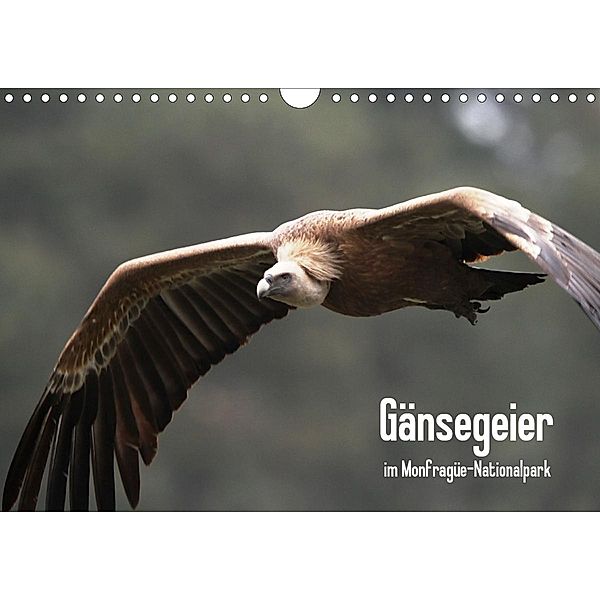 Gänsegeier im Monfragüe-Nationalpark (Wandkalender 2020 DIN A4 quer), Daniel Schneeberger