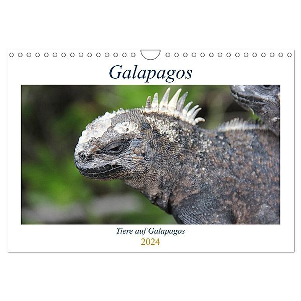 Galapagos 2024 - Tiere auf Galapagos (Wandkalender 2024 DIN A4 quer), CALVENDO Monatskalender, Ralf Biebeler