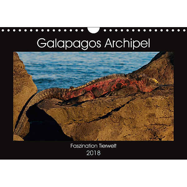Galapagos Archipel- Faszination Tierwelt (Wandkalender 2018 DIN A4 quer) Dieser erfolgreiche Kalender wurde dieses Jahr, Photo4emotion.com