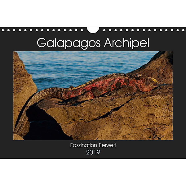 Galapagos Archipel- Faszination Tierwelt (Wandkalender 2019 DIN A4 quer), Photo4emotion. com