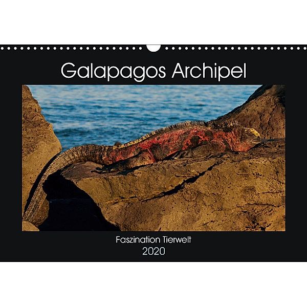 Galapagos Archipel- Faszination Tierwelt (Wandkalender 2020 DIN A3 quer)