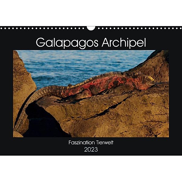 Galapagos Archipel- Faszination Tierwelt (Wandkalender 2023 DIN A3 quer), Photo4emotion.com