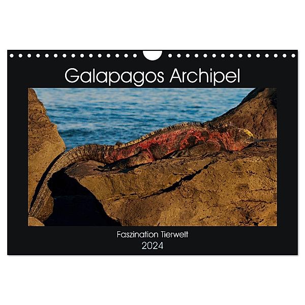 Galapagos Archipel- Faszination Tierwelt (Wandkalender 2024 DIN A4 quer), CALVENDO Monatskalender, Photo4emotion.com