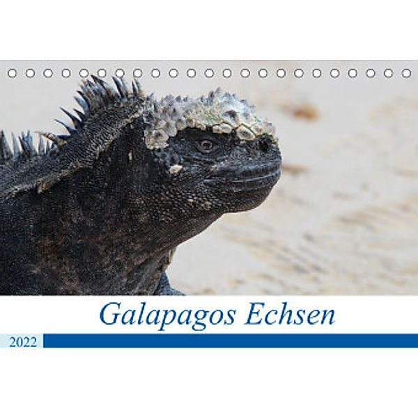 Galapagos Echsen (Tischkalender 2022 DIN A5 quer), Johannes Reeh
