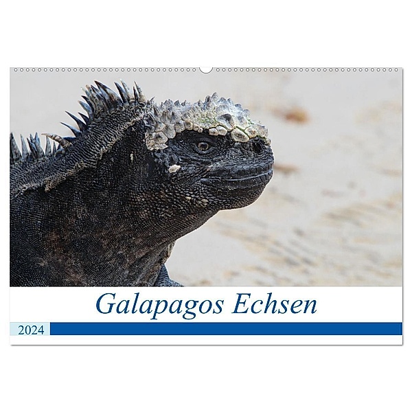 Galapagos Echsen (Wandkalender 2024 DIN A2 quer), CALVENDO Monatskalender, Johannes Reeh