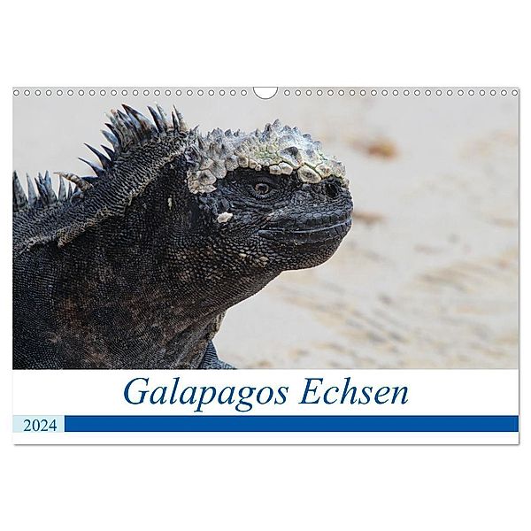 Galapagos Echsen (Wandkalender 2024 DIN A3 quer), CALVENDO Monatskalender, Johannes Reeh