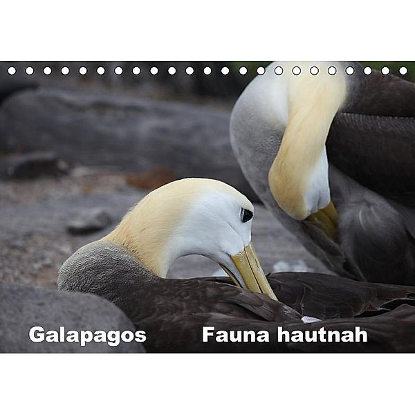 Galapagos. Fauna hautnah (Tischkalender 2017 DIN A5 quer), Johanna Krause
