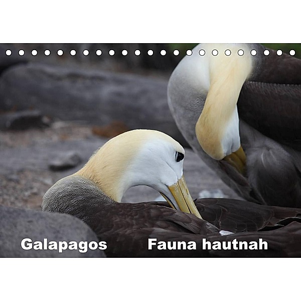 Galapagos. Fauna hautnah (Tischkalender 2023 DIN A5 quer), Johanna Krause