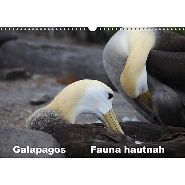 Galapagos. Fauna hautnah (Wandkalender 2021 DIN A3 quer), Johanna Krause