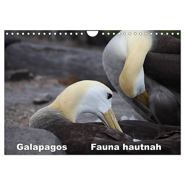 Galapagos. Fauna hautnah (Wandkalender 2025 DIN A4 quer), CALVENDO Monatskalender, Calvendo, Johanna Krause