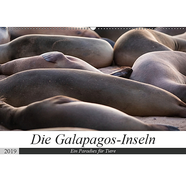 Galapagos-Inseln - Ein Paradies für Tiere (Wandkalender 2019 DIN A2 quer), Jeanette Dobrindt