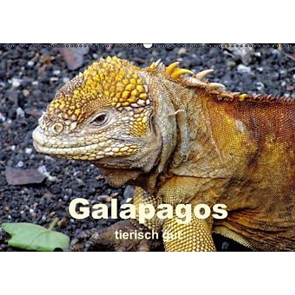 Galápagos - tierisch gut (Wandkalender 2015 DIN A2 quer), Rudolf Blank