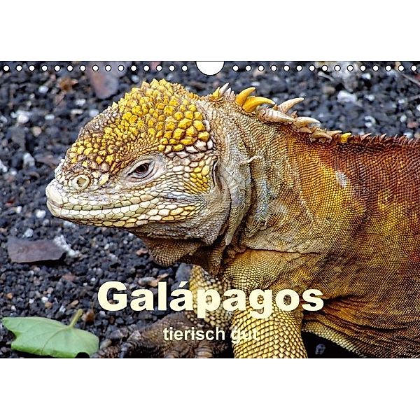 Galápagos - tierisch gut (Wandkalender 2017 DIN A4 quer), Rudolf Blank