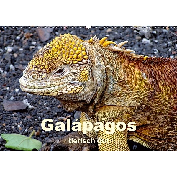 Galápagos - tierisch gut (Wandkalender 2018 DIN A2 quer), Rudolf Blank