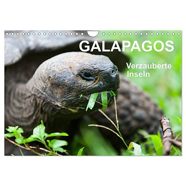 Galapagos. Verzauberte Inseln (Wandkalender 2025 DIN A4 quer), CALVENDO Monatskalender, Calvendo, Sabine Reuke