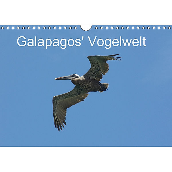 Galapagos' Vogelwelt (Wandkalender 2019 DIN A4 quer), Michael Schuster