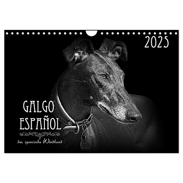Galgo Español - der spanische Windhund 2025 (Wandkalender 2025 DIN A4 quer), CALVENDO Monatskalender, Calvendo, Andrea Redecker