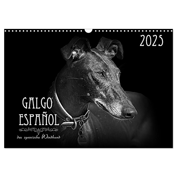 Galgo Español - der spanische Windhund 2025 (Wandkalender 2025 DIN A3 quer), CALVENDO Monatskalender, Calvendo, Andrea Redecker