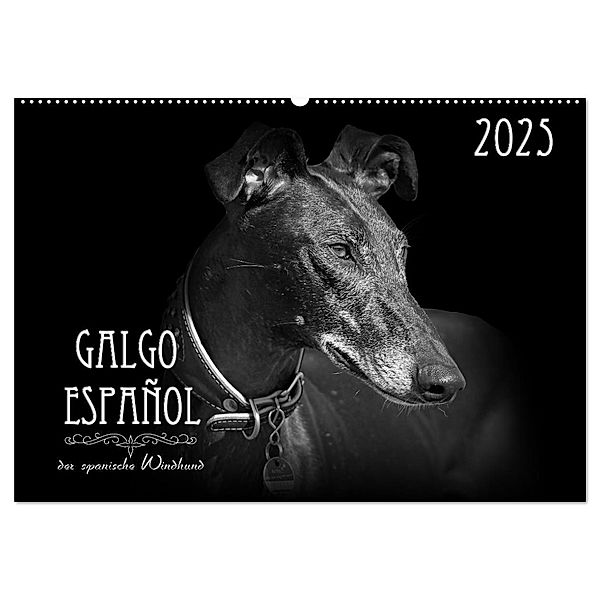 Galgo Español - der spanische Windhund 2025 (Wandkalender 2025 DIN A2 quer), CALVENDO Monatskalender, Calvendo, Andrea Redecker