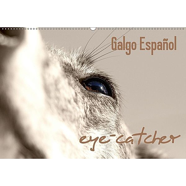 Galgo eye-catcher (Wandkalender 2020 DIN A2 quer), Andrea Redecker, 4pfoten-design