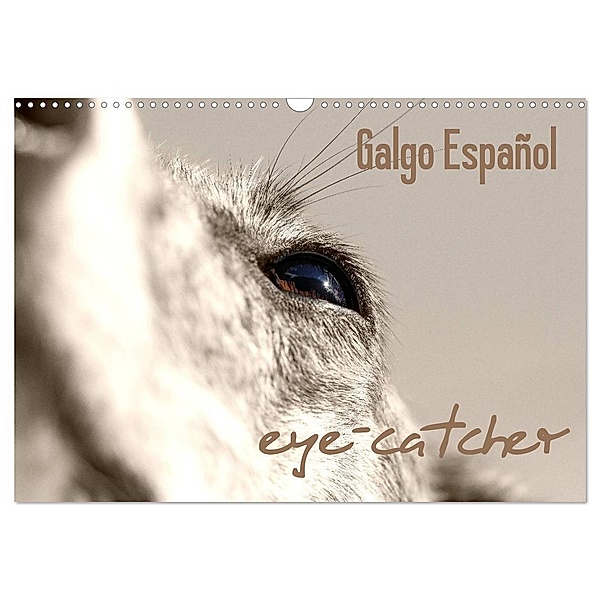 Galgo eye-catcher (Wandkalender 2024 DIN A3 quer), CALVENDO Monatskalender, Andrea Redecker