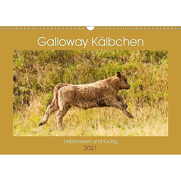 Galloway Kälbchen - Liebenswert und lockig (Wandkalender 2021 DIN A3 quer), Meike Bölts
