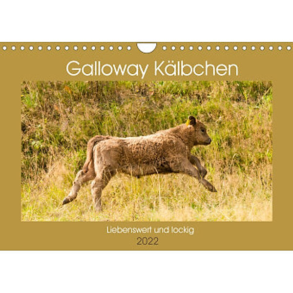 Galloway Kälbchen - Liebenswert und lockig (Wandkalender 2022 DIN A4 quer), Meike Bölts