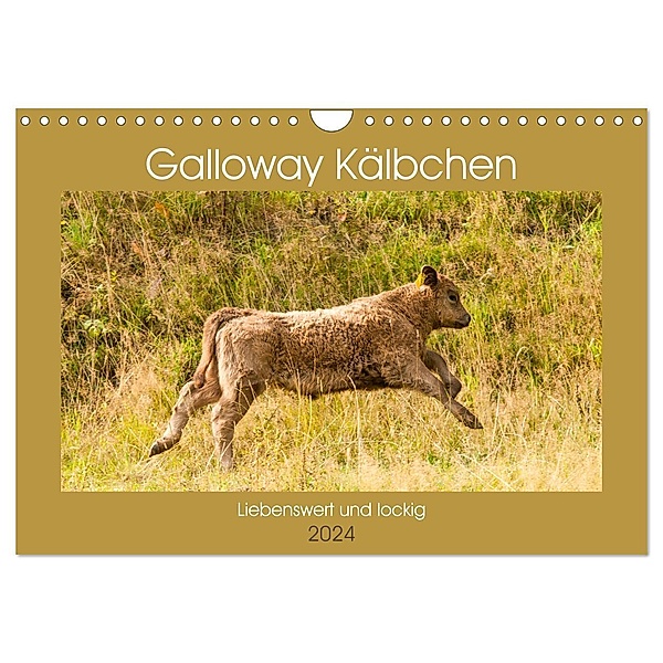 Galloway Kälbchen - Liebenswert und lockig (Wandkalender 2024 DIN A4 quer), CALVENDO Monatskalender, Meike Bölts