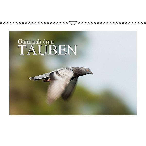 Ganz nah dran: Tauben (Wandkalender 2014 DIN A3 quer)