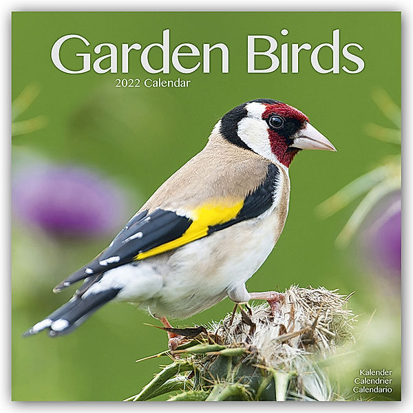Garden Birds - Gartenvögel 2022 - 16-Monatskalender, Avonside Publishing Ltd