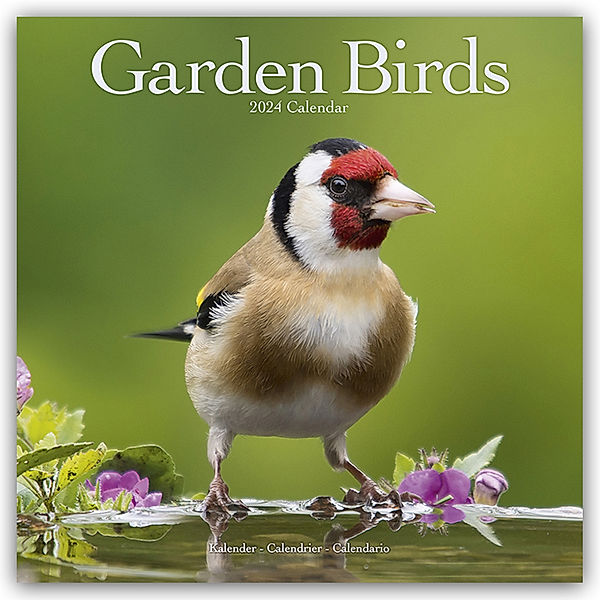 Garden Birds - Gartenvögel 2024 - 16-Monatskalender, Avonside Publishing Ltd