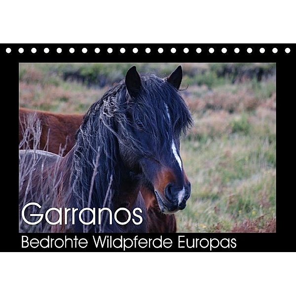 Garranos - Bedrohte Wildpferde Europas (Tischkalender 2017 DIN A5 quer), Sabine Bengtsson/www.perlenfaenger.com, Sabine Bengtsson