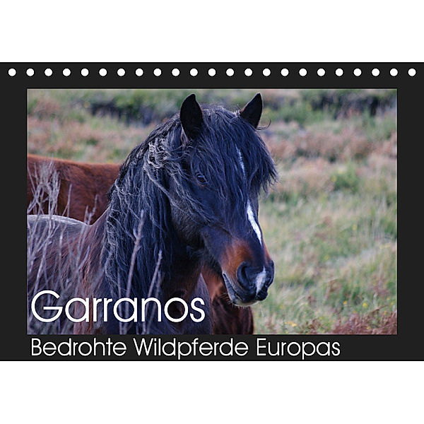 Garranos - Bedrohte Wildpferde Europas (Tischkalender 2019 DIN A5 quer), Sabine Bengtsson