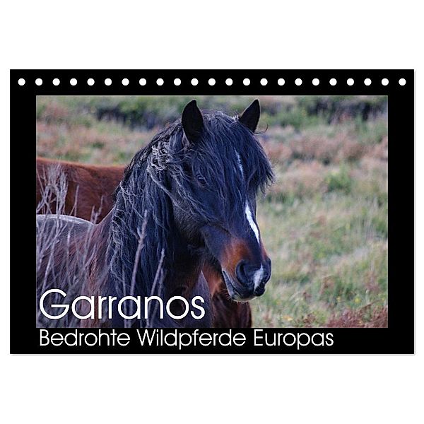 Garranos - Bedrohte Wildpferde Europas (Tischkalender 2024 DIN A5 quer), CALVENDO Monatskalender, Sabine Bengtsson/www.perlenfaenger.com