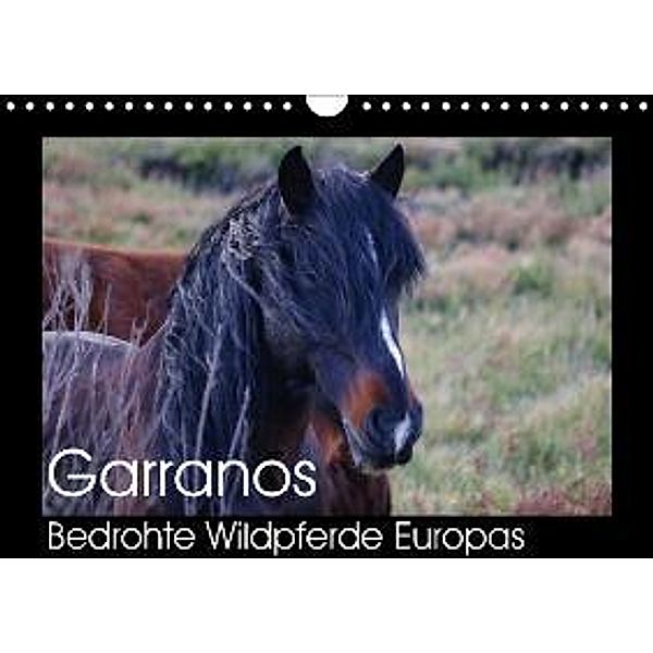 Garranos - Bedrohte Wildpferde Europas (Wandkalender 2015 DIN A4 quer), Sabine Bengtsson