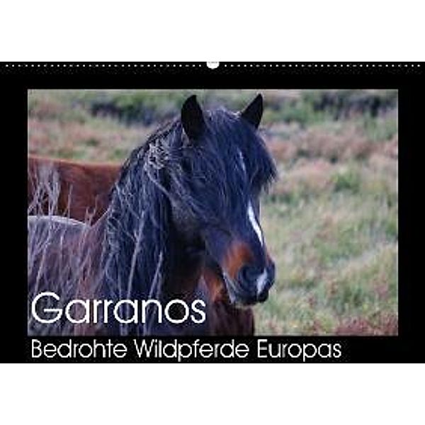 Garranos - Bedrohte Wildpferde Europas (Wandkalender 2015 DIN A2 quer), Sabine Bengtsson