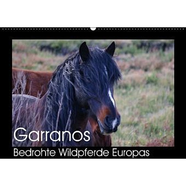 Garranos - Bedrohte Wildpferde Europas (Wandkalender 2016 DIN A2 quer), Sabine Bengtsson