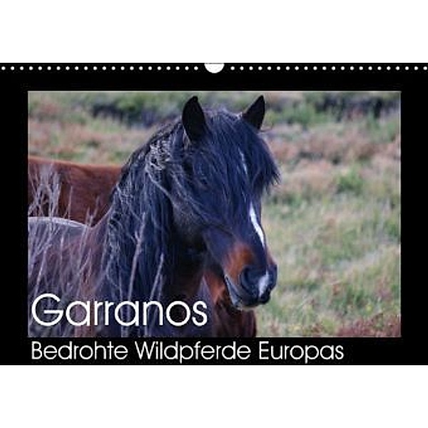 Garranos - Bedrohte Wildpferde Europas (Wandkalender 2016 DIN A3 quer), Sabine Bengtsson