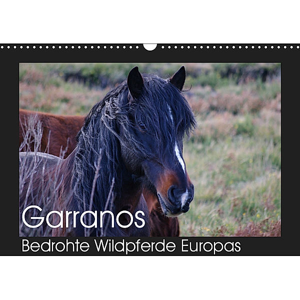 Garranos - Bedrohte Wildpferde Europas (Wandkalender 2019 DIN A3 quer), Sabine Bengtsson