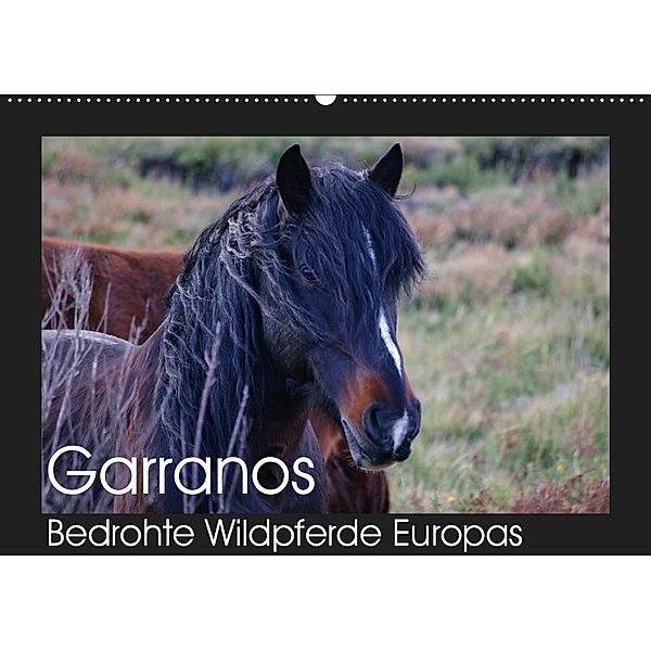 Garranos - Bedrohte Wildpferde Europas (Wandkalender 2019 DIN A2 quer), Sabine Bengtsson