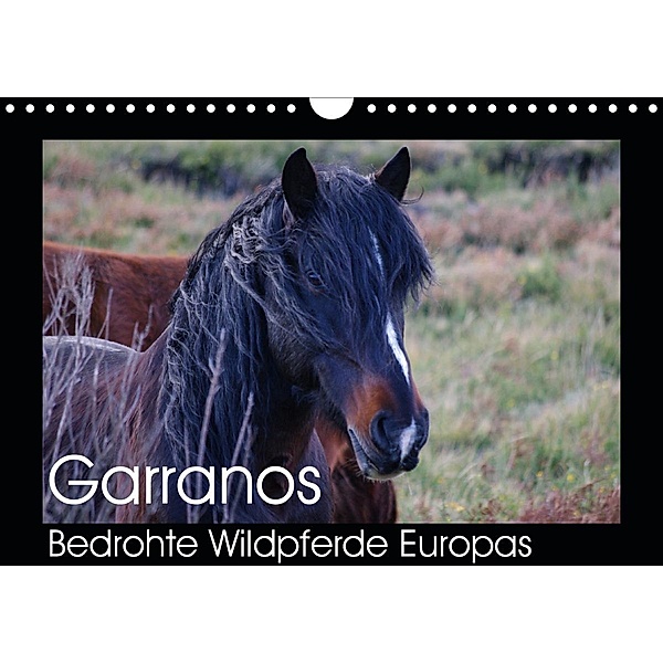 Garranos - Bedrohte Wildpferde Europas (Wandkalender 2020 DIN A4 quer), Sabine Bengtsson/www.perlenfaenger.com
