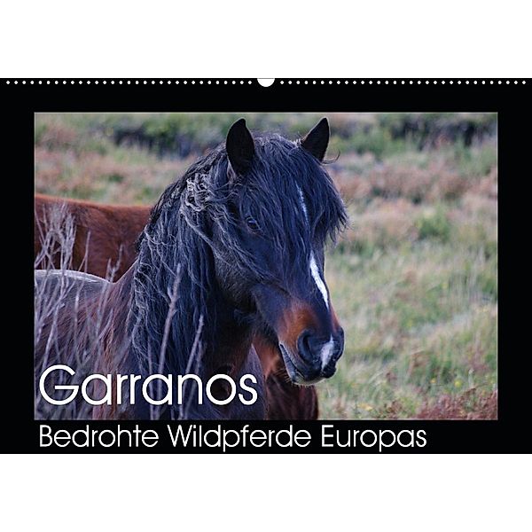Garranos - Bedrohte Wildpferde Europas (Wandkalender 2020 DIN A2 quer), Sabine Bengtsson/www.perlenfaenger.com