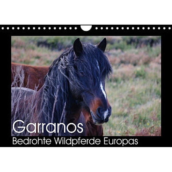 Garranos - Bedrohte Wildpferde Europas (Wandkalender 2022 DIN A4 quer), Sabine Bengtsson/www.perlenfaenger.com