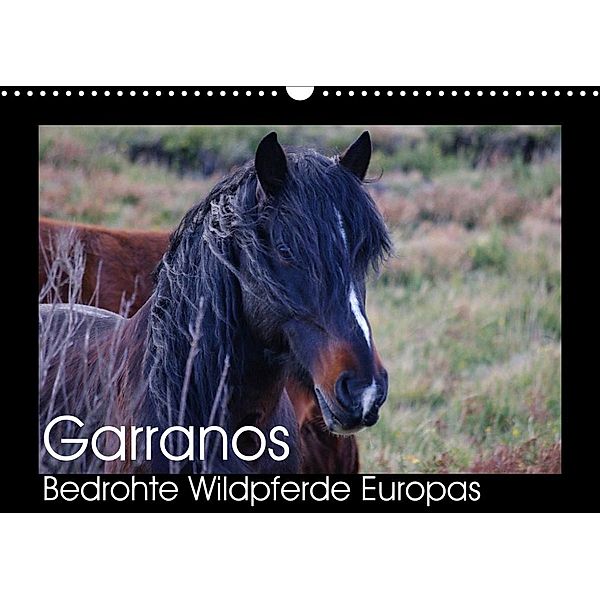 Garranos - Bedrohte Wildpferde Europas (Wandkalender 2023 DIN A3 quer), Sabine Bengtsson/www.perlenfaenger.com