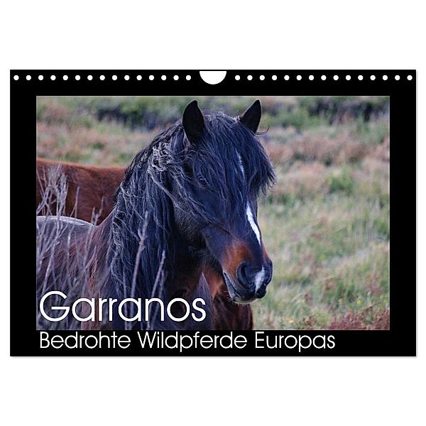 Garranos - Bedrohte Wildpferde Europas (Wandkalender 2024 DIN A4 quer), CALVENDO Monatskalender, Sabine Bengtsson/www.perlenfaenger.com