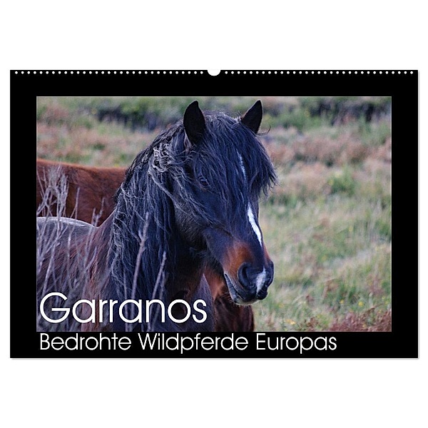 Garranos - Bedrohte Wildpferde Europas (Wandkalender 2024 DIN A2 quer), CALVENDO Monatskalender, Sabine Bengtsson/www.perlenfaenger.com
